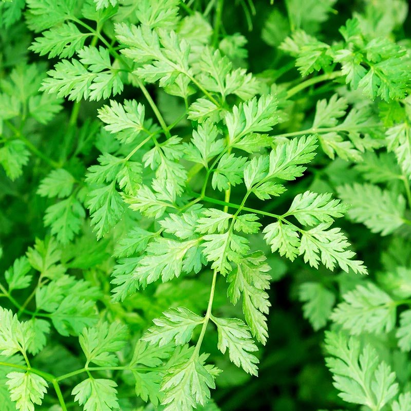 Tender leafy green chervil foliage grown from non-GMO Brussels Winter Chervil seeds
