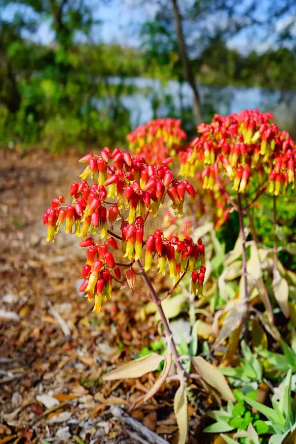 Bryophyllum Pinnatum Flower seeds for Planting Garden Favorite, Heirloom & GMO Free Seeds for Home Garden vegetable and garden seeds