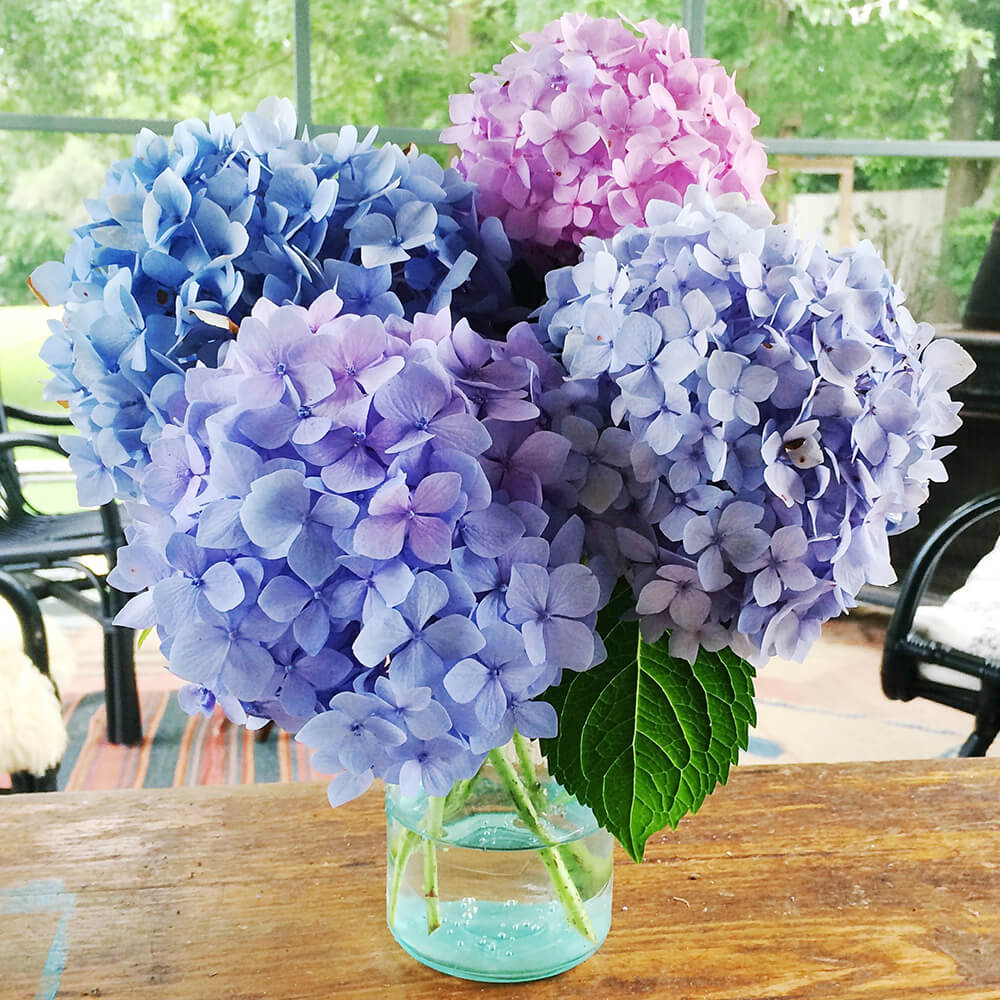 Premium Hydrangea Flower seeds for Planting Garden Favorite, Heirloom & GMO Free Seeds for Home Garden seeds
