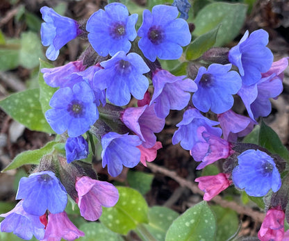 Blue Pulmonaria Lungwort Seeds, Hardy Heirloom Non-GMO Flowers for Shade Gardens & Planting