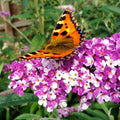 Pink Buddleia Davidii Flower seeds for Planting Colorful Display, Heirloom & GMO Free Seeds for Home Garden seeds for planting