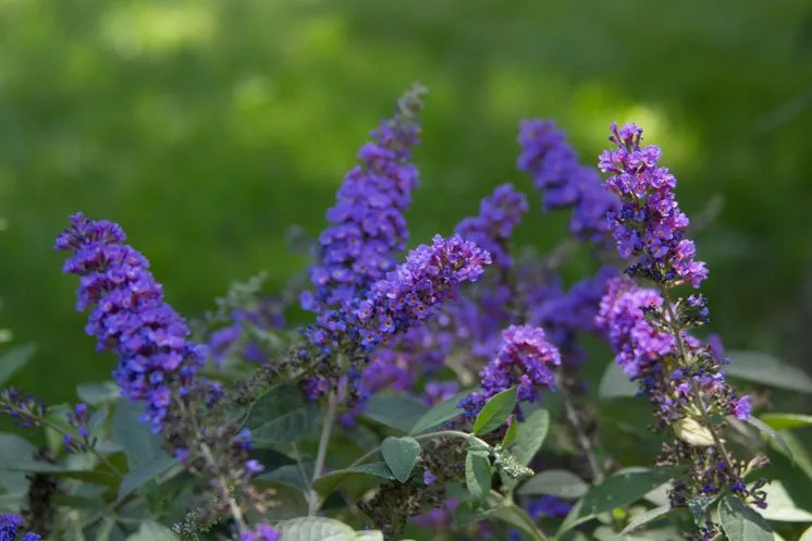 Knight Butterfly Bush Flower seeds for Planting Colorful Display Heirloom & GMO Free Seeds for Home Garden