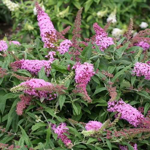 Pink Buddleia Butterfly Bush Flower seeds for Planting Cottage Garden Essential, Heirloom & GMO Free Seeds for Home Garden vegetable and garden seeds