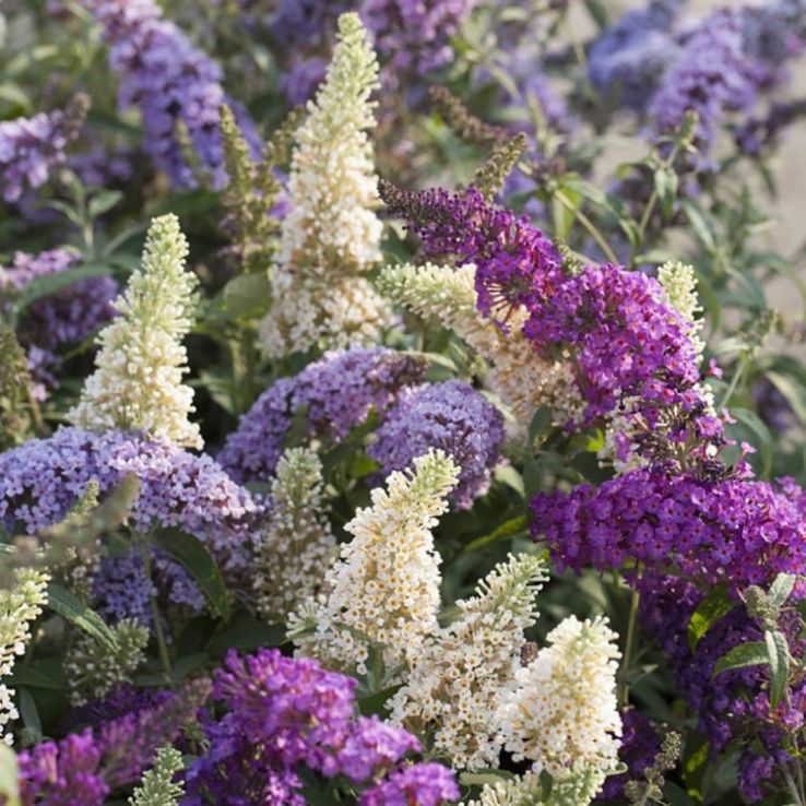 Premium Mix Buddleia Davidii Flower seeds for Planting Seasonal Bloomer, Heirloom & GMO Free Seeds for Home Garden seeds