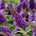 Buddleia Flower seeds for Planting Sun Loving, Heirloom & GMO Free Seeds for Home Garden seeds for planting