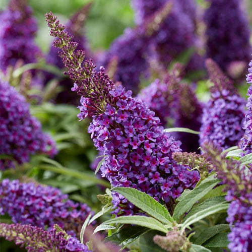 Buddleia Flower seeds for Planting Sun Loving, Heirloom & GMO Free Seeds for Home Garden seeds for planting