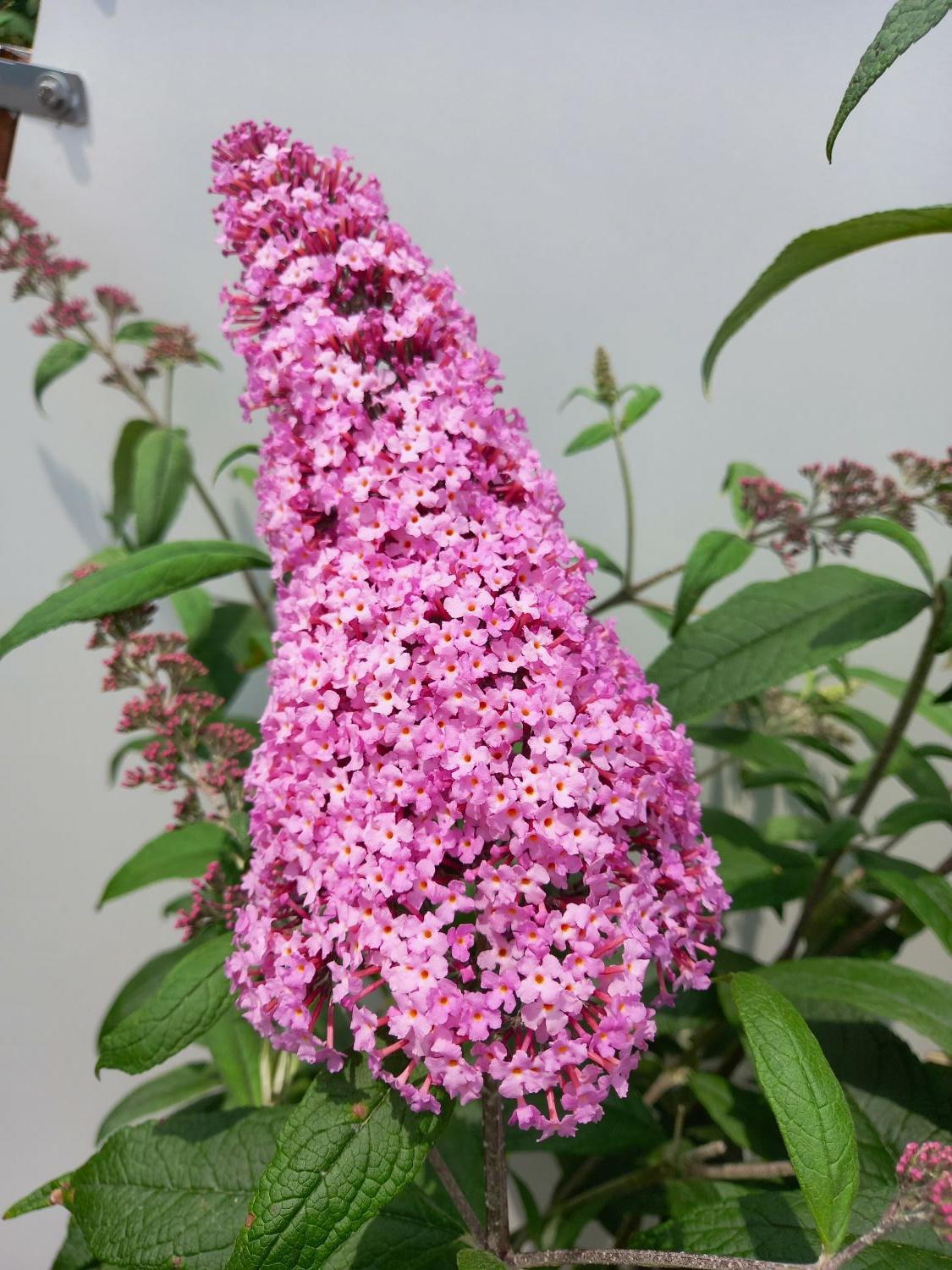 Premium Pink Buddleia Butterfly Bush Flower seeds for Planting Cottage Garden Essential, Heirloom & GMO Free Seeds for Home Garden seeds