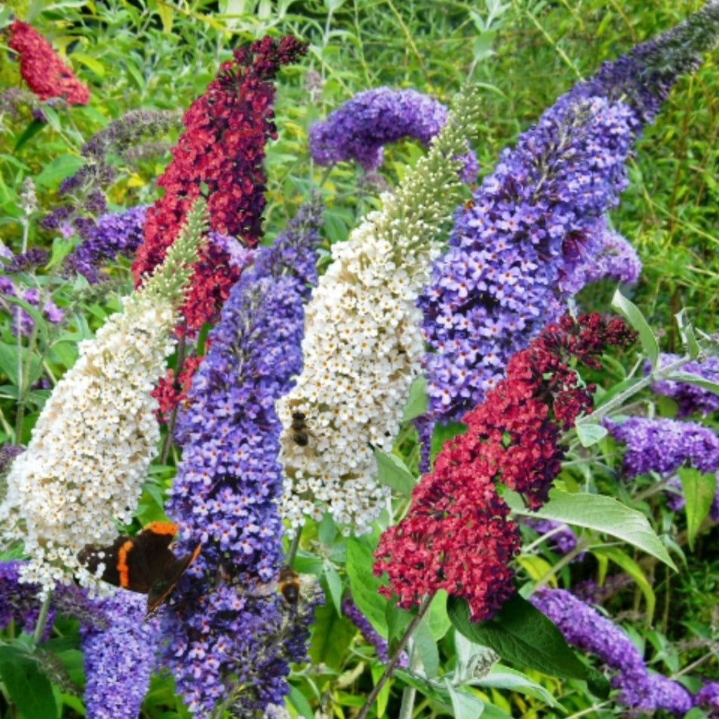 Mixed Butterfly Bush Flower seeds for Planting Hardy Variety, Heirloom & GMO Free Seeds for Home Garden vegetable and garden seeds