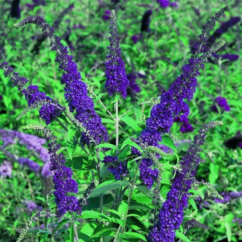 Premium Buddleia Flower seeds for Planting Sun Loving, Heirloom & GMO Free Seeds for Home Garden seeds