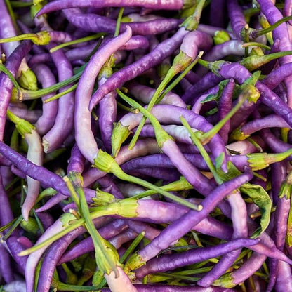 Buena Mulata hot pepper seeds non GMO for planting