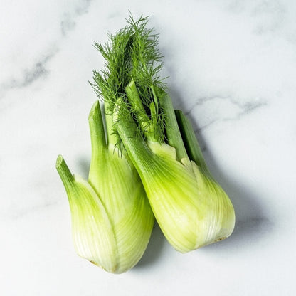 Cool-season Perfection Fennel seeds uniform bulb variety