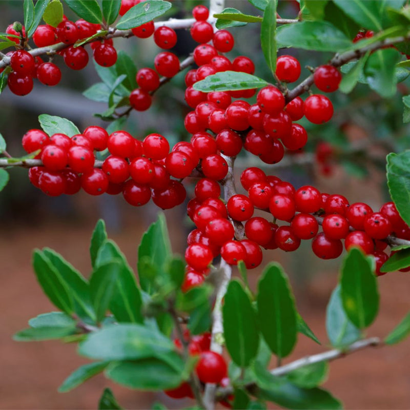Bullberry seeds edible red fruit shrub non-GMO variety