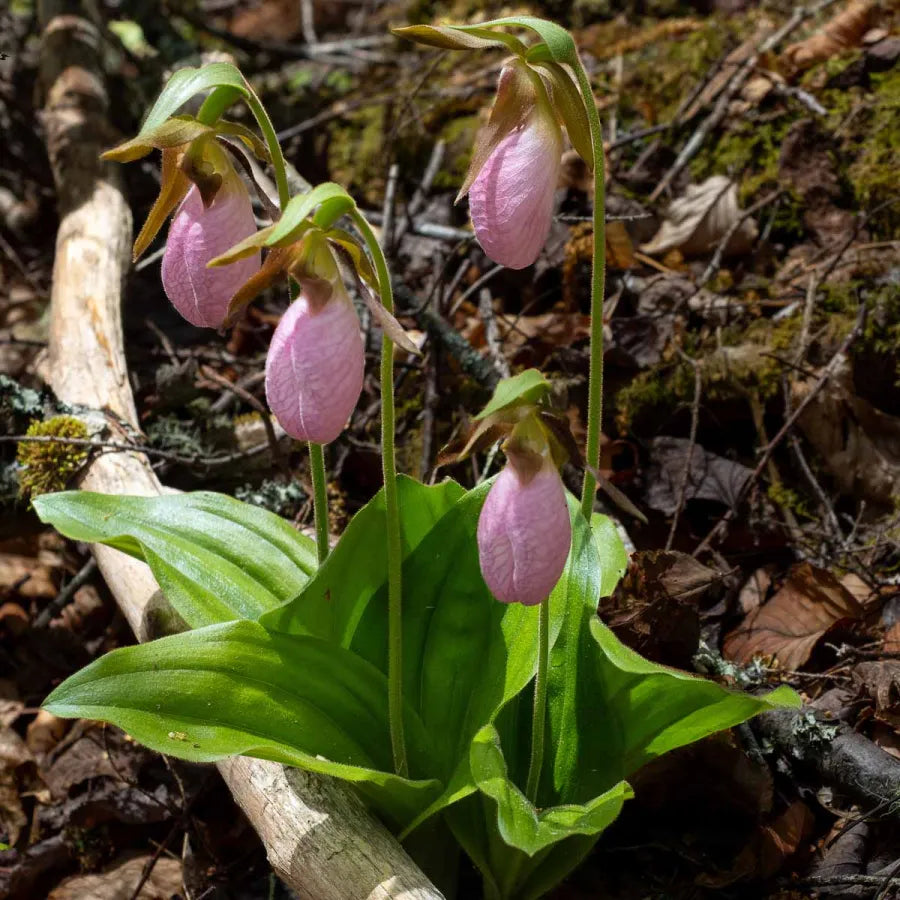 High quality Pink Cypripedium Acaule Flower seeds for Planting Shade Tolerant, Heirloom & GMO Free Seeds for Home Garden seeds pack