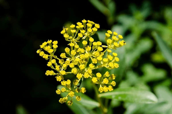 High quality Yellow Thorowax Flower seeds for Planting Cottage Garden Essential, Heirloom & GMO Free Seeds for Home Garden seeds pack