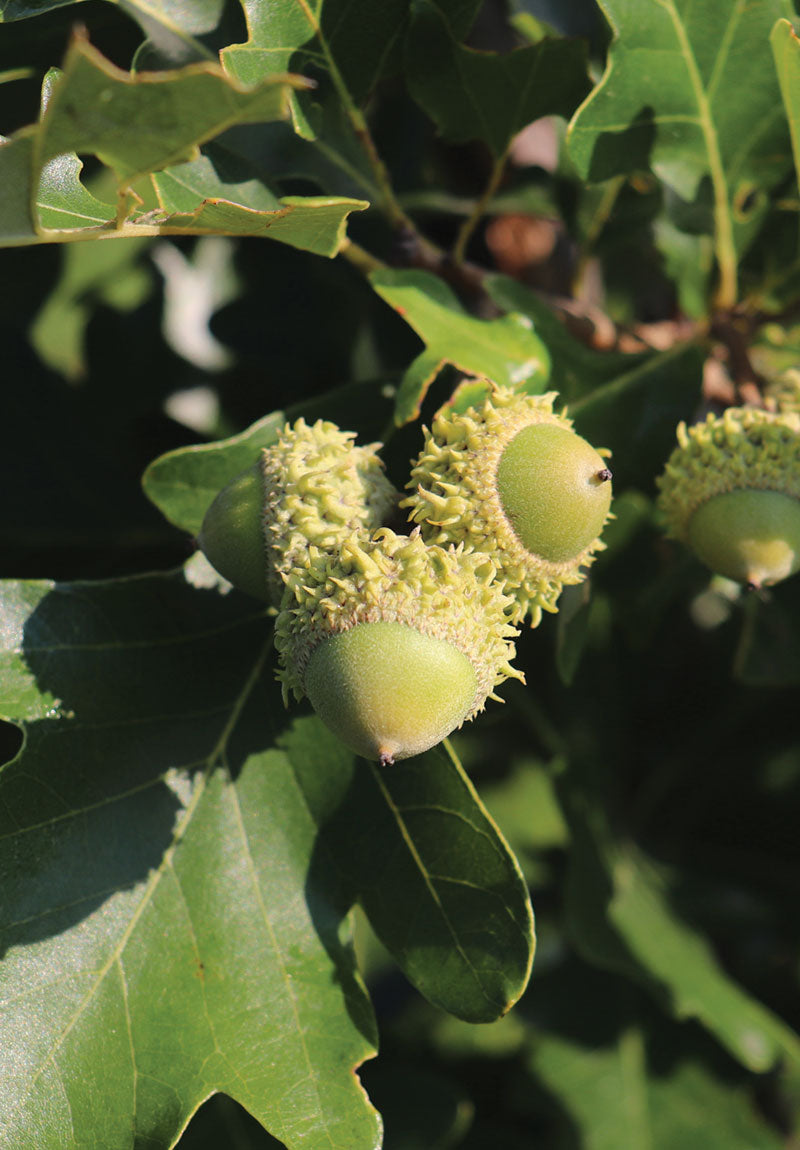 Oak Tree Seeds - Planting And Growth Guide