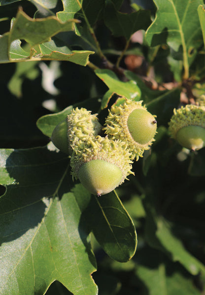 Oak Tree Seeds - Planting And Growth Guide