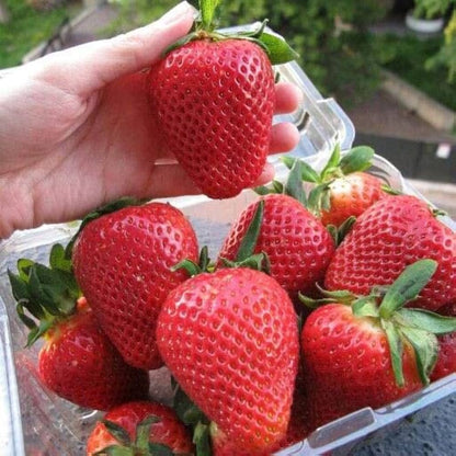 Step-by-Step Guide for Planting Burgundy Strawberry Seeds in Your Garden