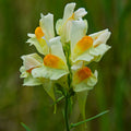Oldfield Toadflax Flower seeds for Planting Garden Favorite, Heirloom & GMO Free Seeds for Home Garden seeds for planting