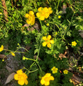 Yellow Buttercup Flower seeds for Planting Seasonal Bloomer, Heirloom & GMO Free Seeds for Home Garden seeds for planting