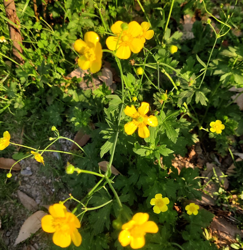 Yellow Buttercup Flower seeds for Planting Seasonal Bloomer, Heirloom & GMO Free Seeds for Home Garden seeds for planting