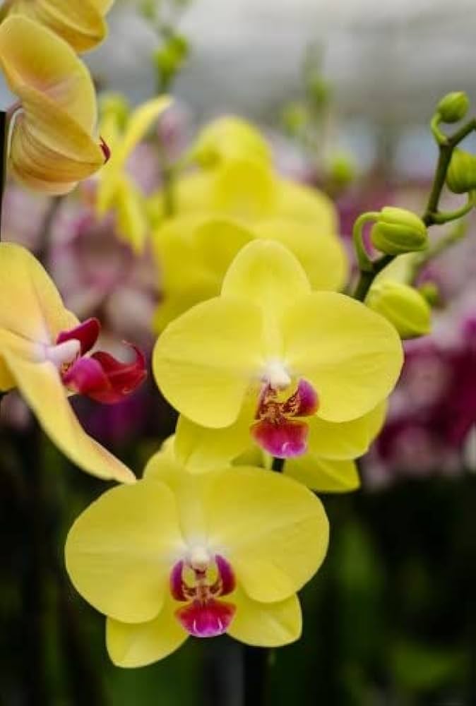 Non-GMO Butterfly Orchid Flower Seeds for Indoor Planters