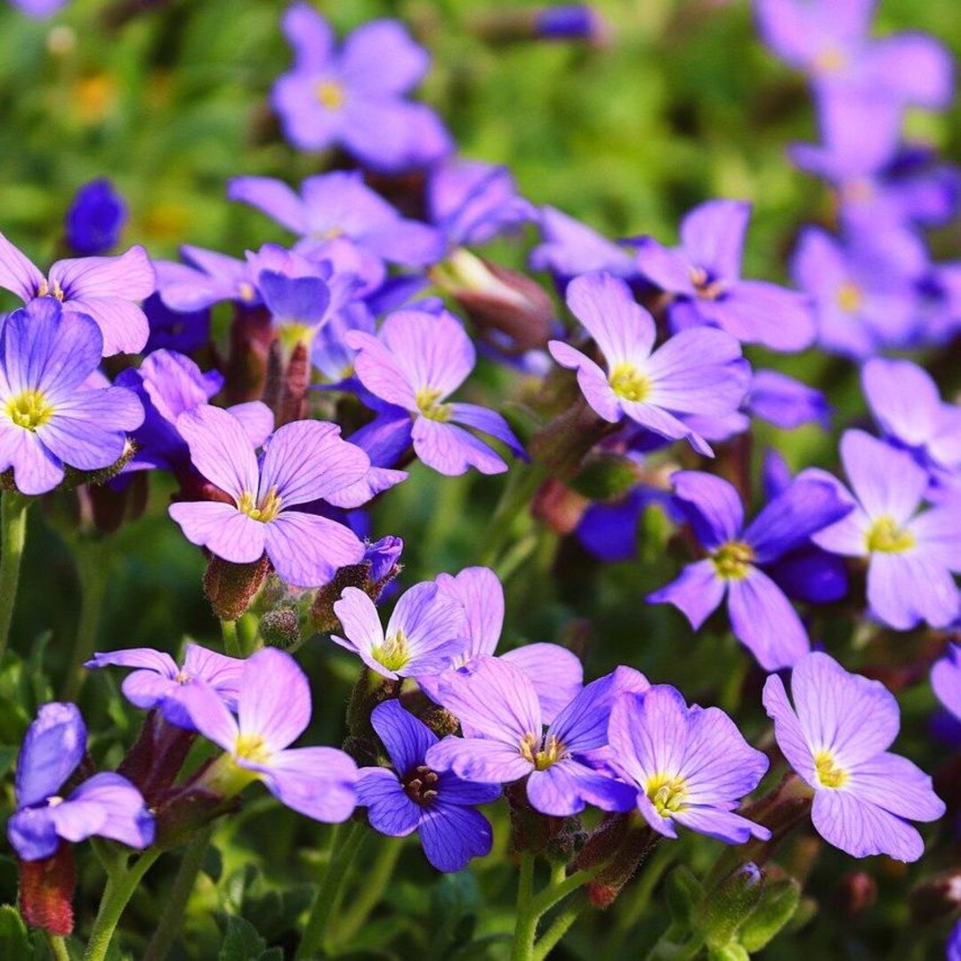 Buy Violet Aubrieta Flower Seeds online