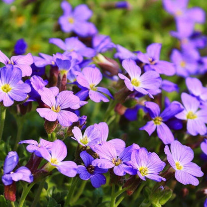 Buy Violet Aubrieta Flower Seeds online