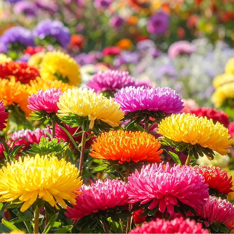 Aster Flower seeds for Planting, Easy to Grow Heirloom & GMO Free Seeds for Home Garden