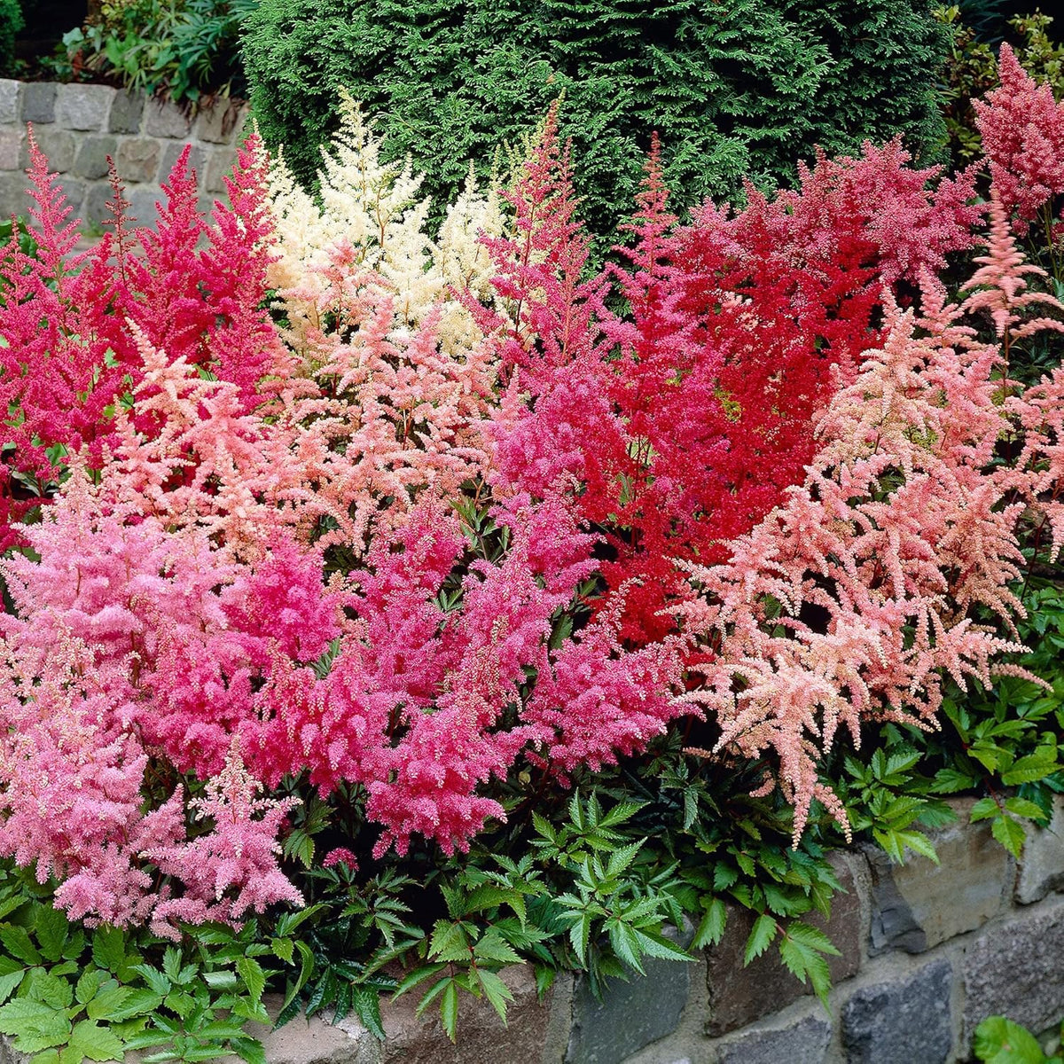 Buy Astilbe Flower Seeds online