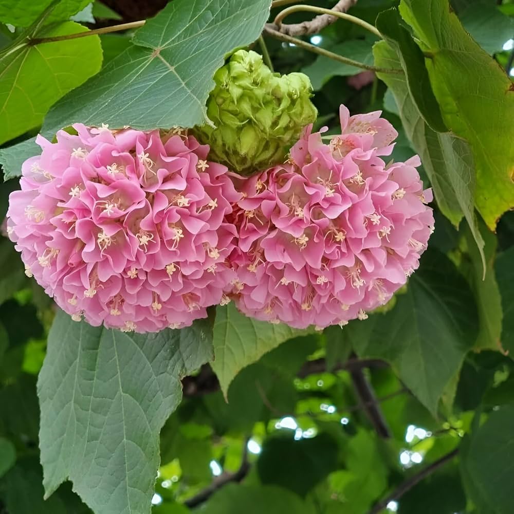 Buy Bourgassiae seeds online