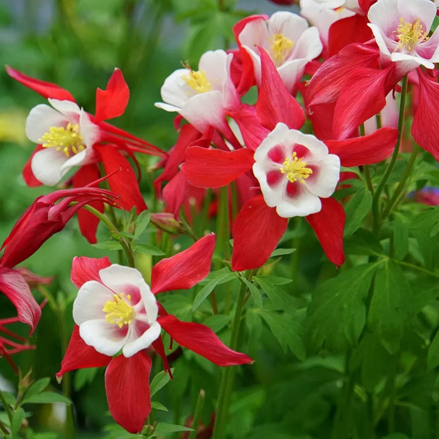 Buy Red and White Columbine flower seeds online