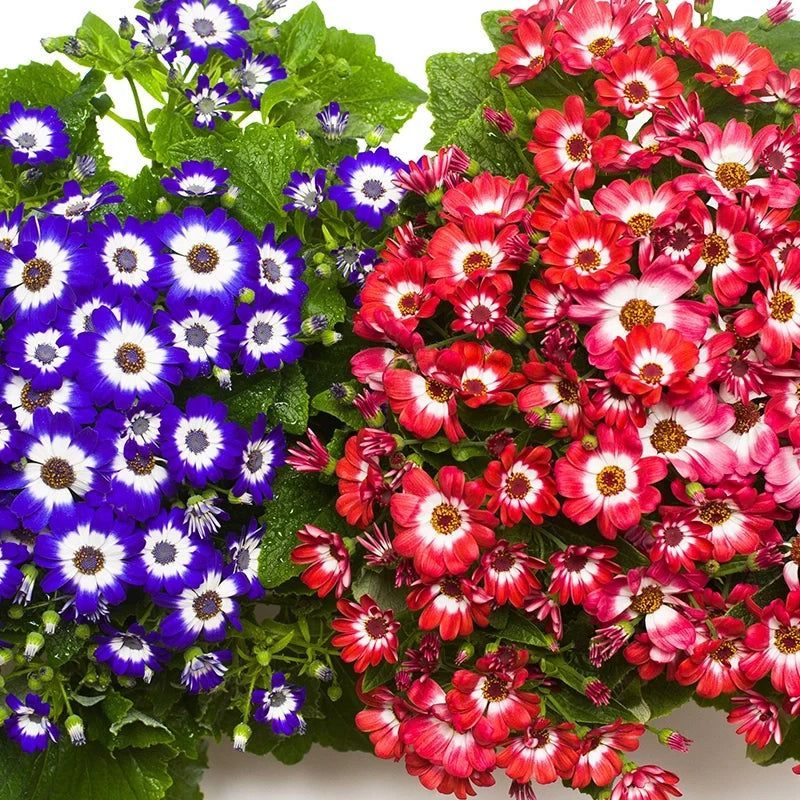 Premium Mix Cineraria Flower seeds for Planting Drought Tolerant, Heirloom & GMO Free Seeds for Home Garden seeds