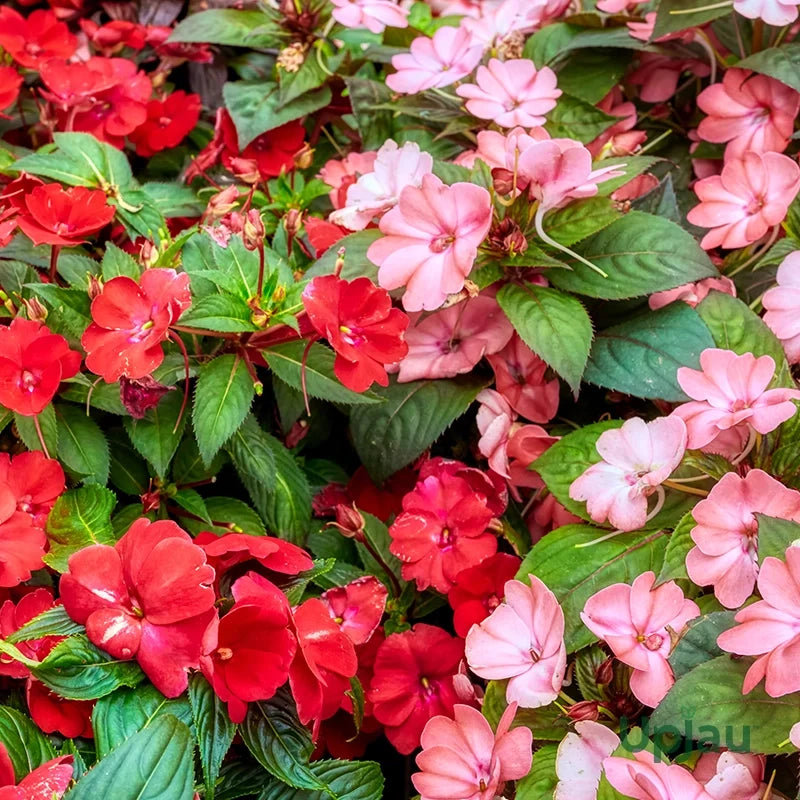 Premium Walleriana Flower seeds for Planting Cottage Garden Essential, Heirloom & GMO Free Seeds for Home Garden seeds