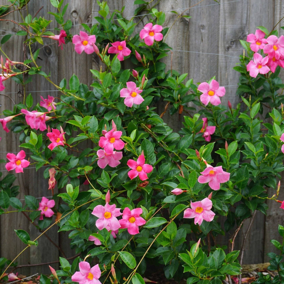 Buy Pink White Mandevilla Sanderi flower seeds online