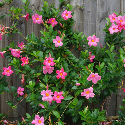 Buy Pink White Mandevilla Sanderi flower seeds online