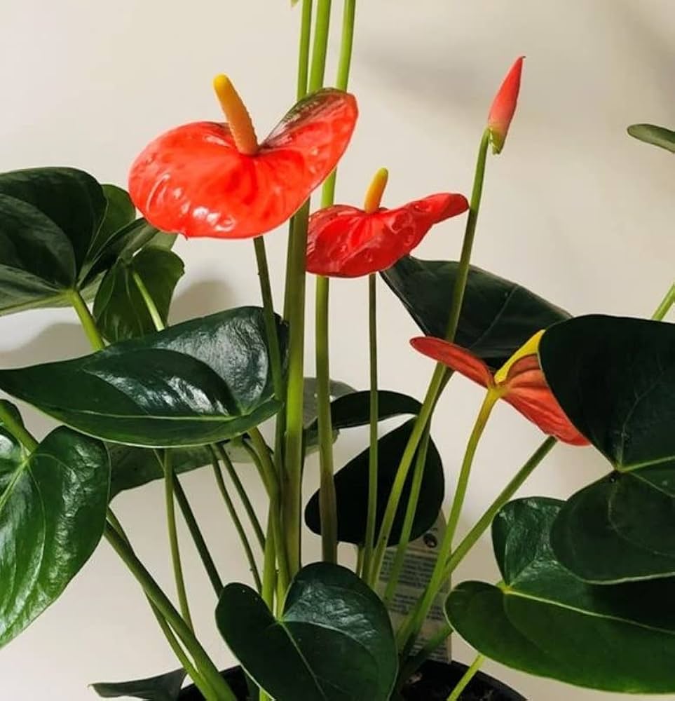 Buy Orange Anthurium Flower Seeds online