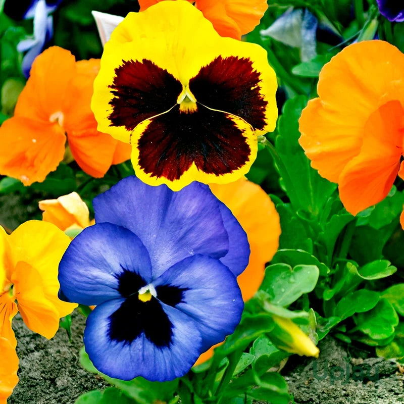 Premium Pansy Rose Flower seeds for Planting Sun Loving, Heirloom & GMO Free Seeds for Home Garden seeds