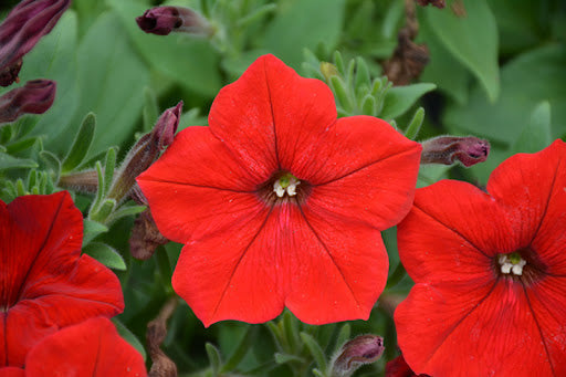 Buy Red Oblique Petunia Seeds online