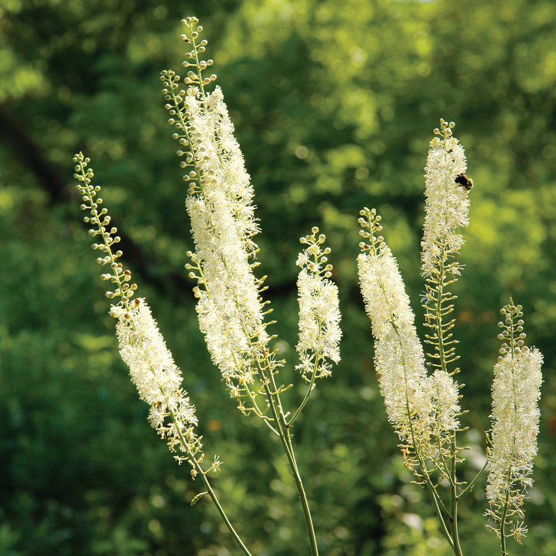 Buy White Cohosh flower seeds online