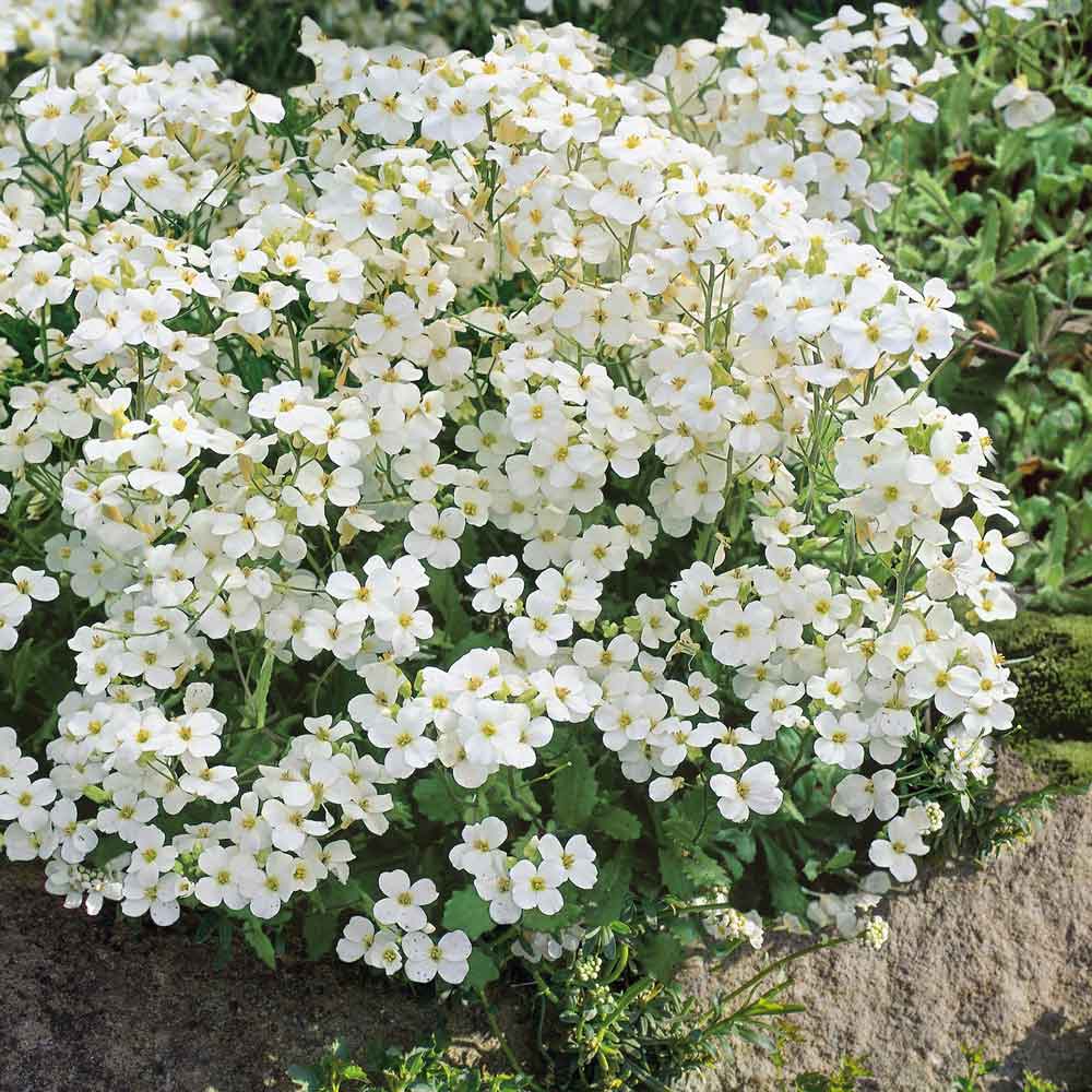 Buy White Rock Cress Plant Seeds online