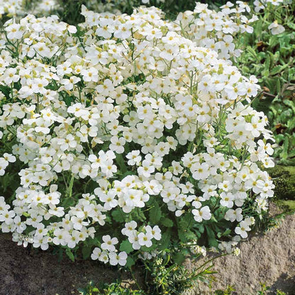 Buy White Rock Cress Plant Seeds online