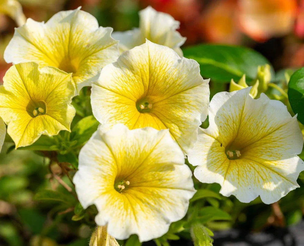 Buy Bright Light Yellow Petunia Seeds Online