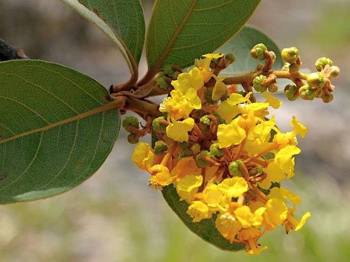 Byrsonima Crassifolia Flower seeds for Planting Hardy Variety Heirloom & GMO Free Seeds for Home Garden