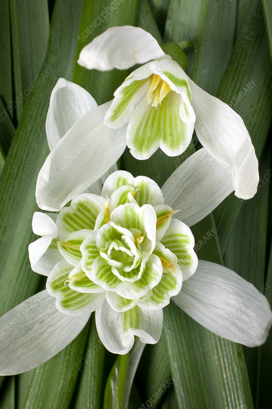 High quality Rare Scented Snowdrops (Galanthus nivalis 'Flore Pleno') Flower seeds for Planting Garden Favorite, Heirloom & GMO Free Seeds for Home Garden seeds pack