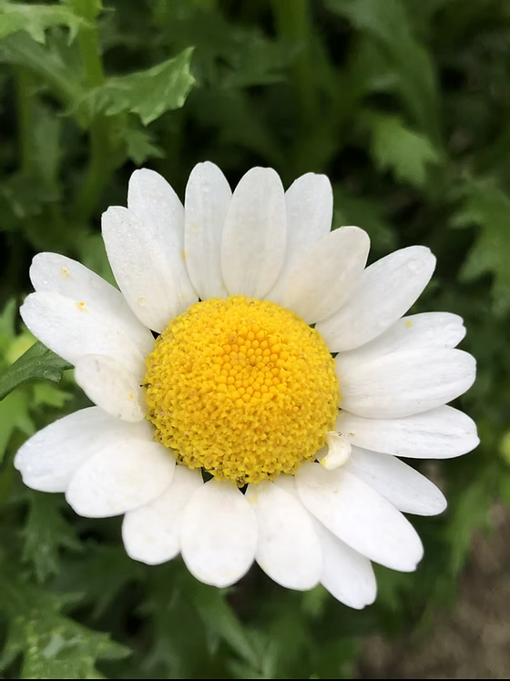 Premium Leucanthemum Flower seeds for Planting Vibrant Colors, Heirloom & GMO Free Seeds for Home Garden seeds