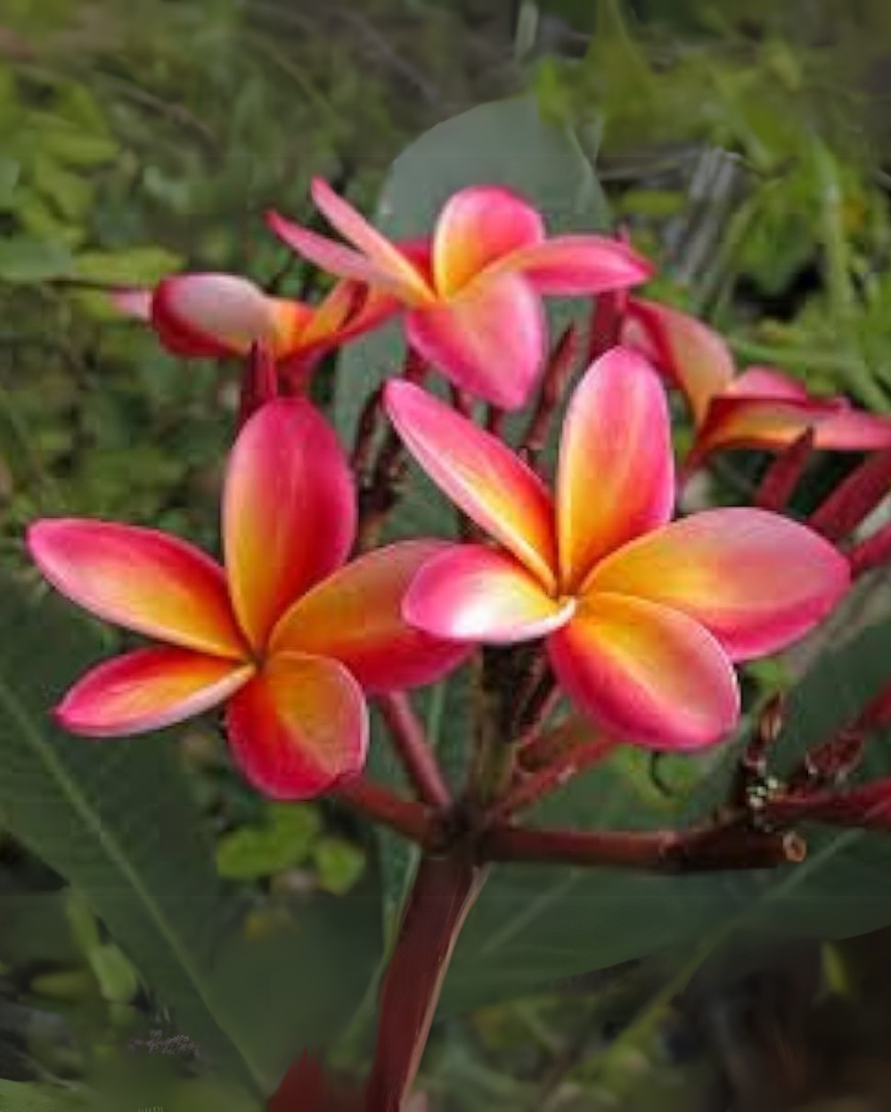 Premium Purple Yellow Frangipani Flower seeds for Planting Compact Growth, Heirloom & GMO Free Seeds for Home Garden seeds