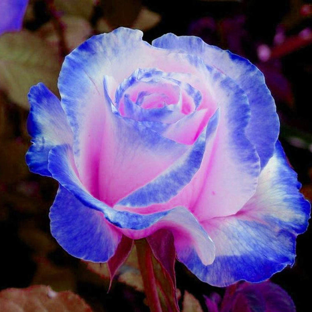 High quality Mix Dubu Flower seeds for Planting Colorful Display, Heirloom & GMO Free Seeds for Home Garden seeds pack
