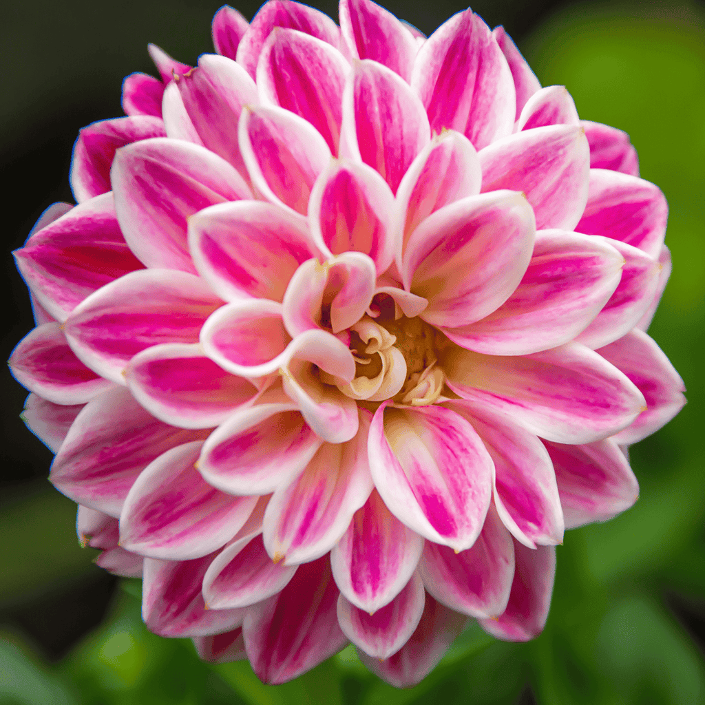 Zinnia White Pink Flower seeds for Planting Garden Favorite, Heirloom & GMO Free Seeds for Home Garden seeds for planting