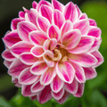 Zinnia White Pink Flower seeds for Planting Garden Favorite, Heirloom & GMO Free Seeds for Home Garden seeds for planting