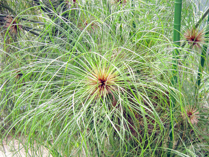 Heirloom Papyrus Flower seeds for Planting Colorful Display Heirloom & GMO Free Seeds for Home Garden